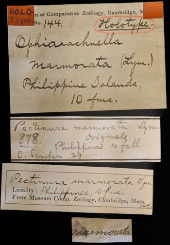 Media type: image;   Invertebrate Zoology OPH-144 Description: Labels for this specimen included in the specimen tray.;  Aspect: labels